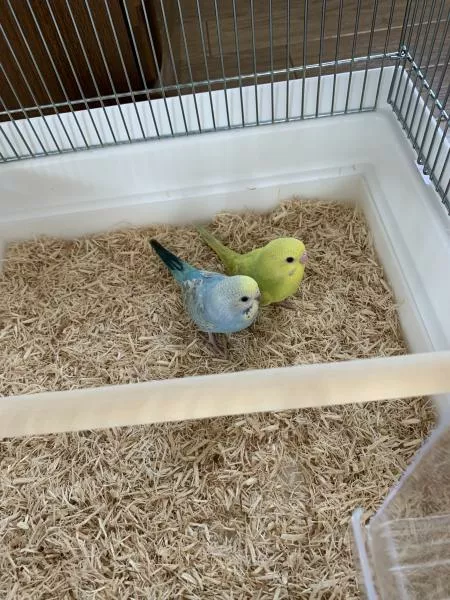 愛鳥さんの写真