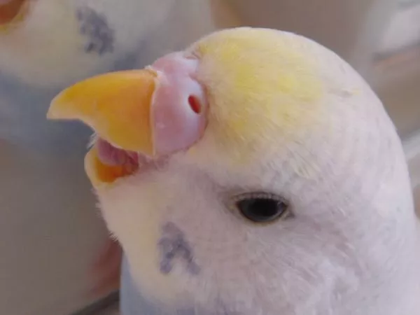 愛鳥さんの写真