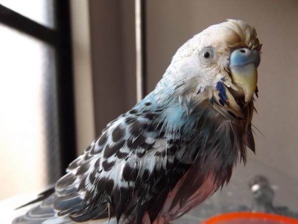 愛鳥さんの写真