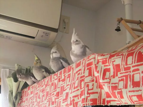 愛鳥さんの写真