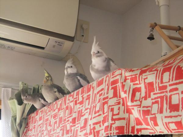 愛鳥さんの写真