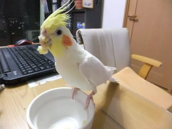 愛鳥さんの写真