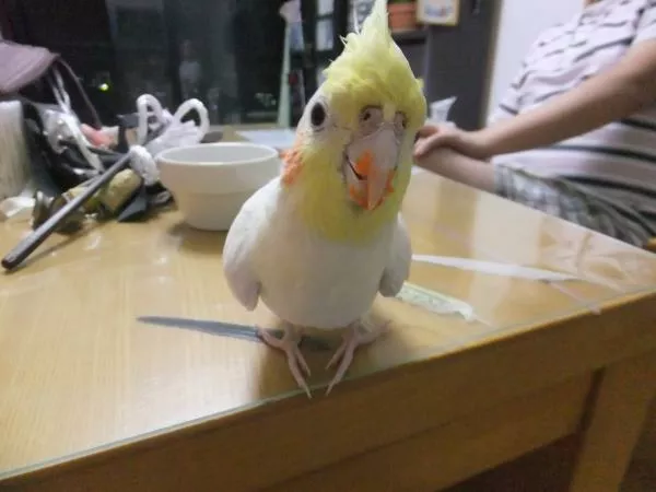 愛鳥さんの写真