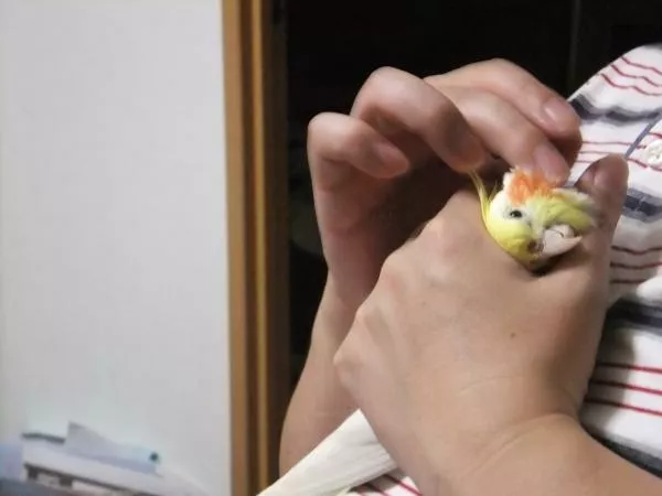 愛鳥さんの写真