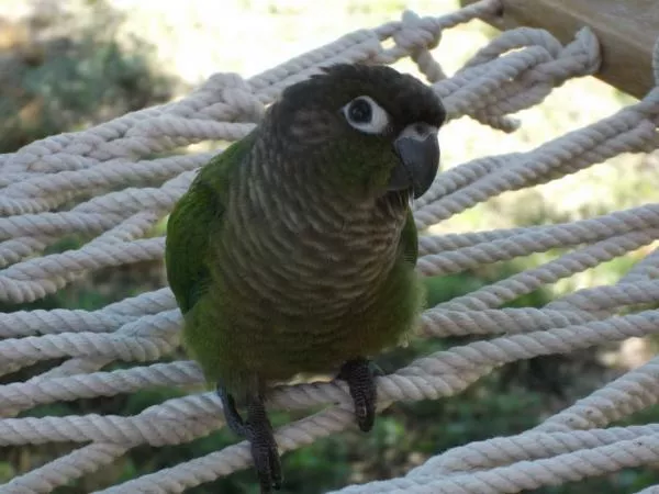 愛鳥さんの写真