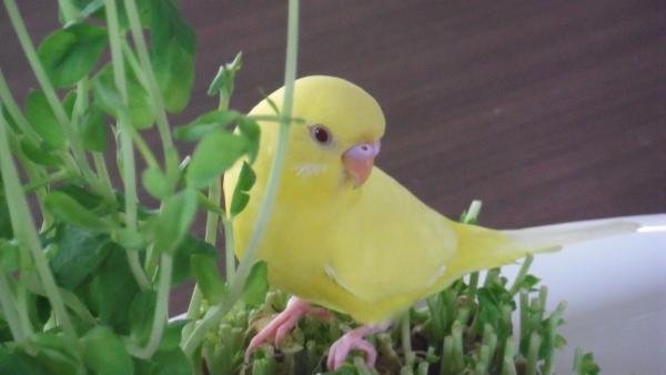 愛鳥さんの写真