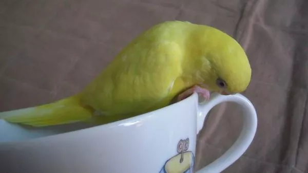 愛鳥さんの写真