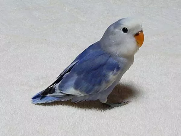 愛鳥さんの写真