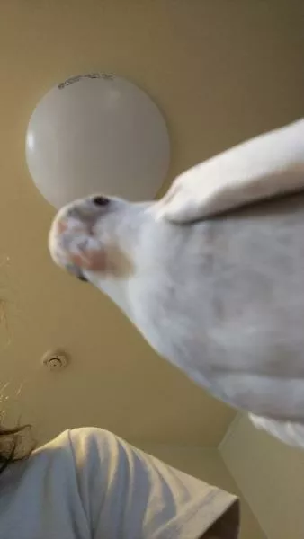 愛鳥さんの写真