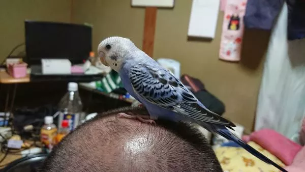 愛鳥さんの写真