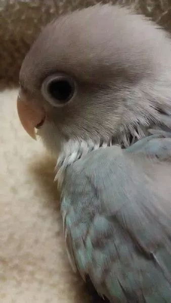 愛鳥さんの写真