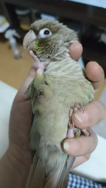 愛鳥さんの写真