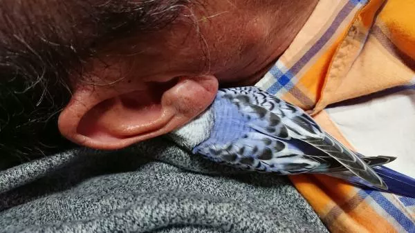 愛鳥さんの写真