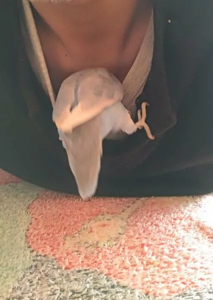 愛鳥さんの写真