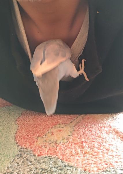 愛鳥さんの写真