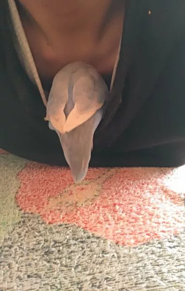 愛鳥さんの写真