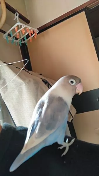 愛鳥さんの写真