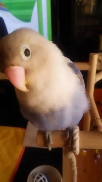 愛鳥さんの写真