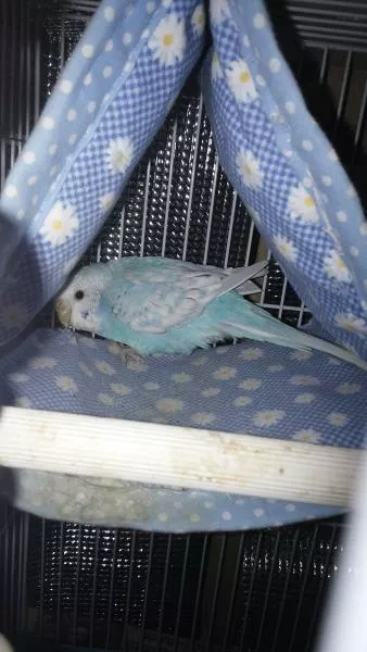 愛鳥さんの写真