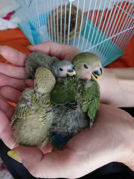 愛鳥さんの写真