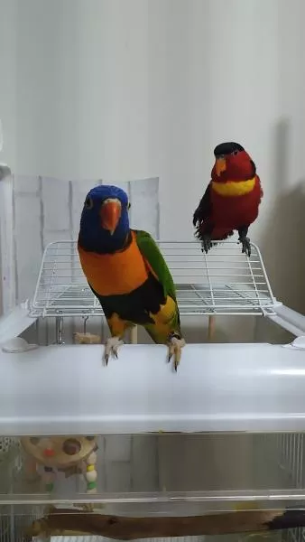 愛鳥さんの写真