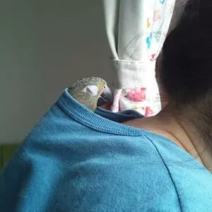 愛鳥さんの写真