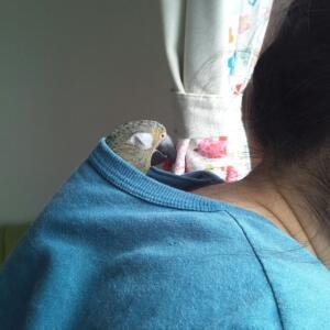 愛鳥さんの写真