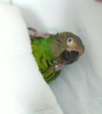 愛鳥さんの写真