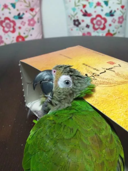 愛鳥さんの写真