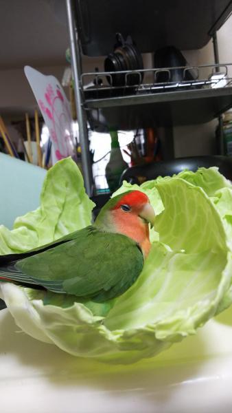 愛鳥さんの写真