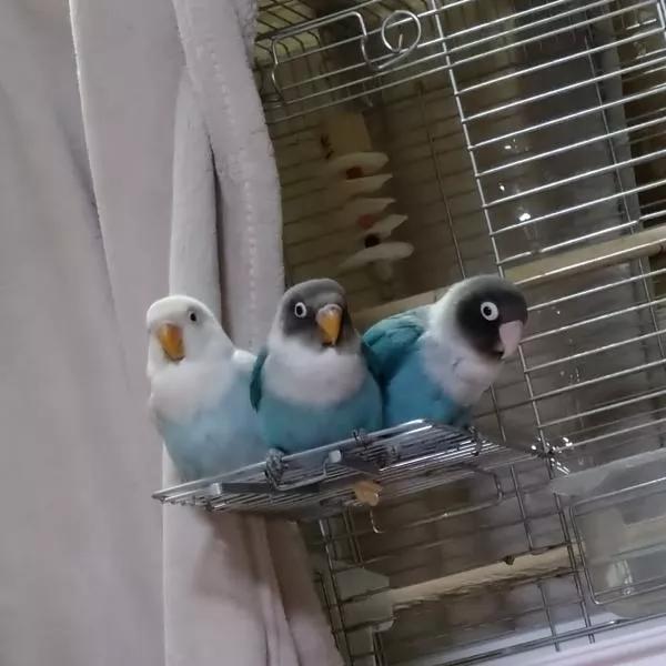 愛鳥さんの写真