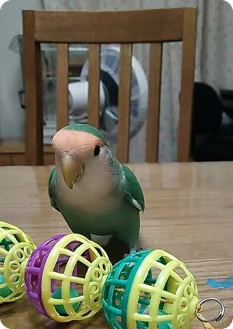 愛鳥さんの写真