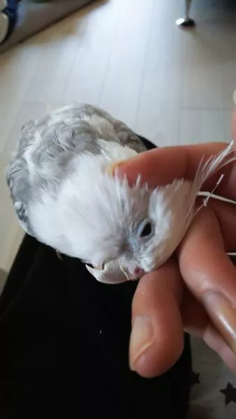 愛鳥さんの写真