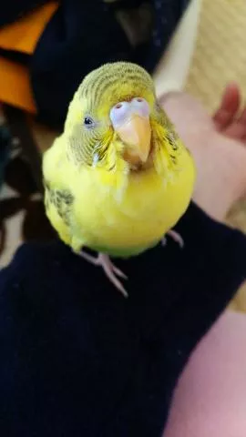 愛鳥さんの写真