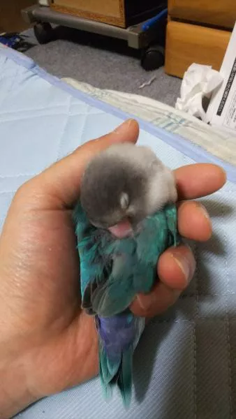 愛鳥さんの写真