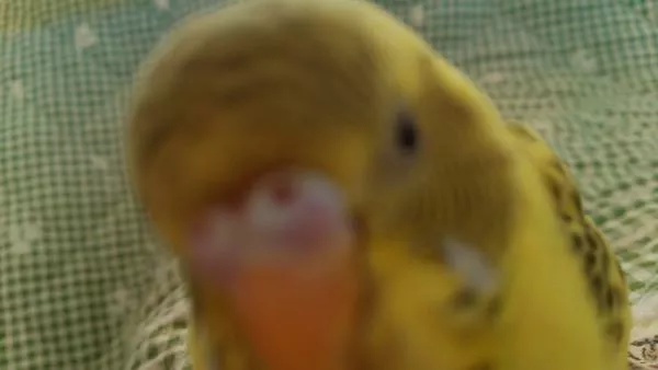 愛鳥さんの写真