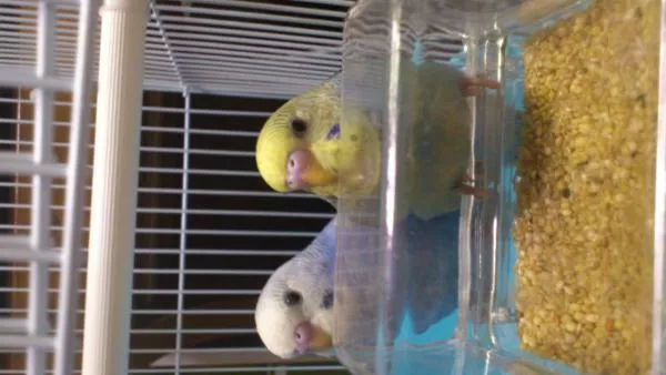 愛鳥さんの写真