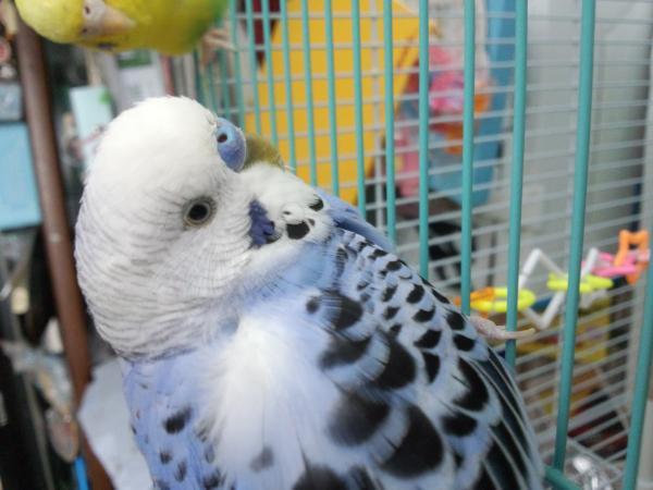 愛鳥さんの写真