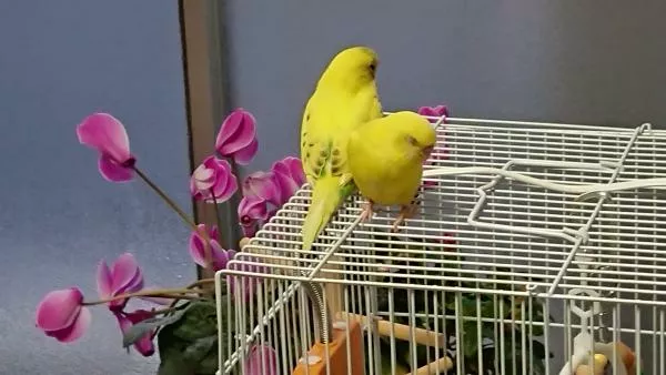 愛鳥さんの写真