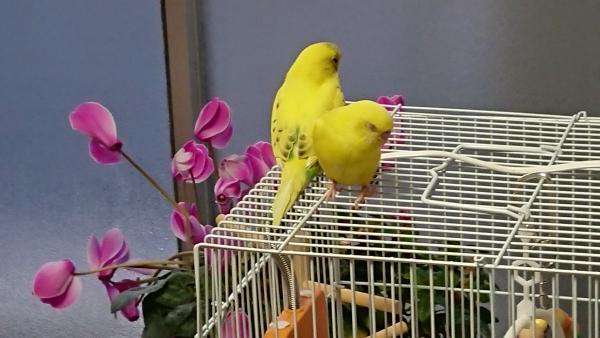 愛鳥さんの写真