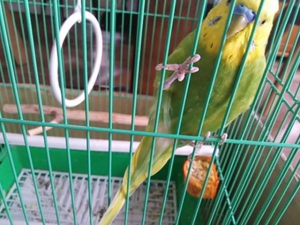 愛鳥さんの写真