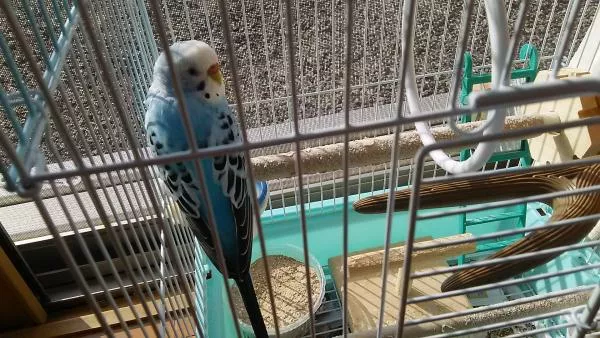 愛鳥さんの写真