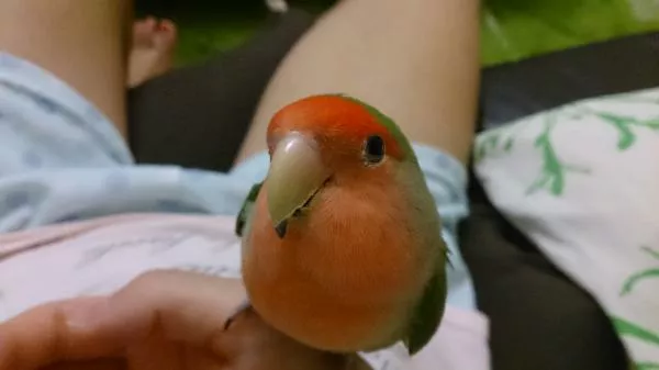 愛鳥さんの写真