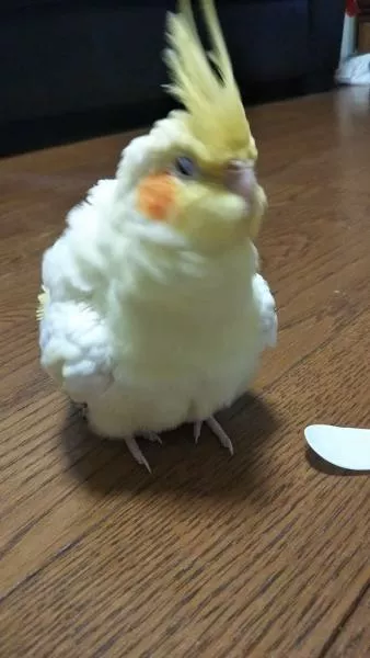 愛鳥さんの写真