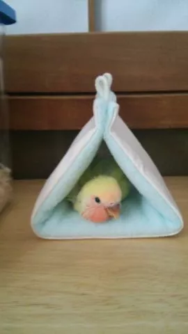 愛鳥さんの写真