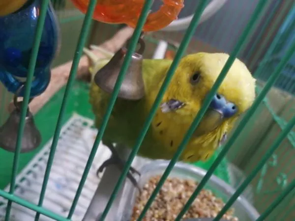 愛鳥さんの写真