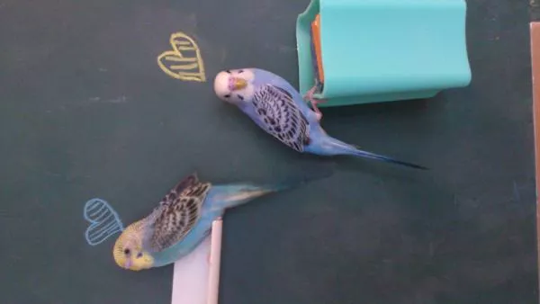 愛鳥さんの写真