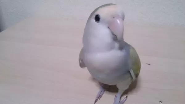 愛鳥さんの写真