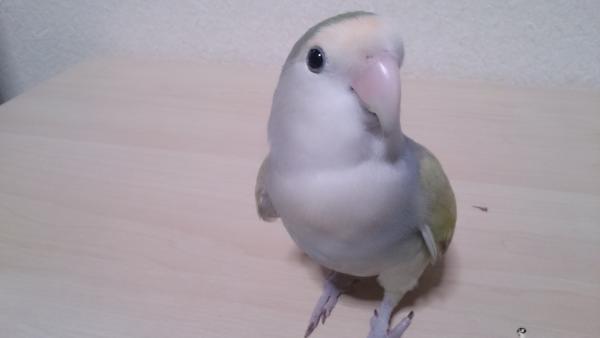 愛鳥さんの写真