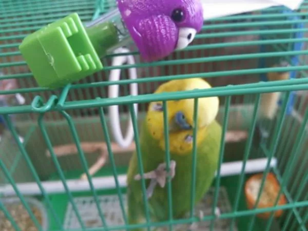 愛鳥さんの写真